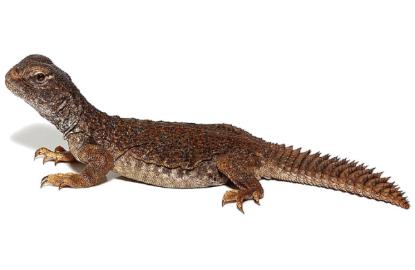 moroccan uromastyx for sale