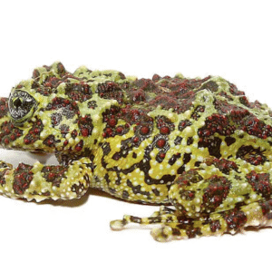 mossy tree frog for sale
