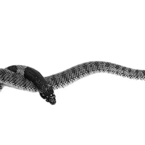 namibian coral cobra for sale
