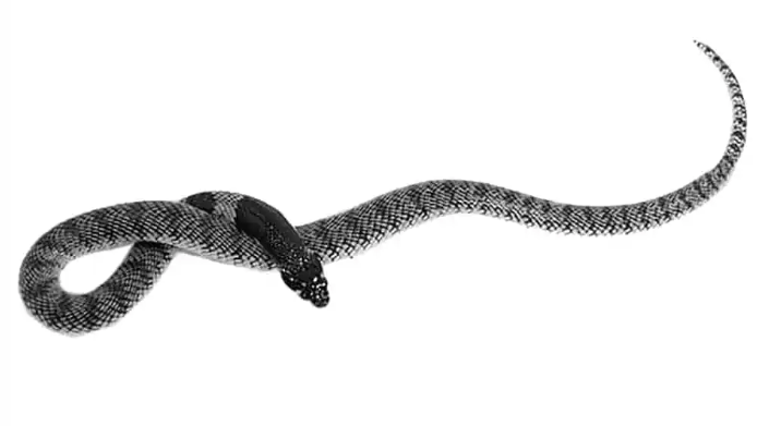 namibian coral cobra for sale