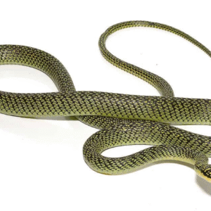 ornate flying snake for sale