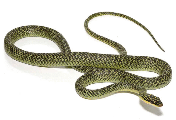 ornate flying snake for sale