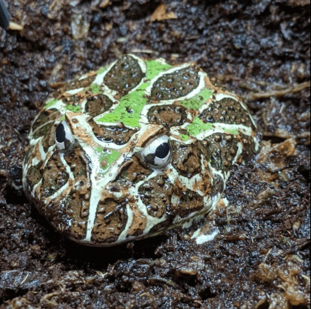 ornate pacman frog for sale