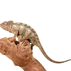 oustalet’s chameleon for sale