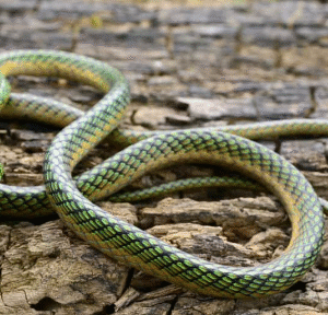 parrot snake for sale