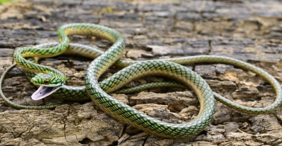 parrot snake for sale