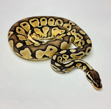 pastel ball python for sale