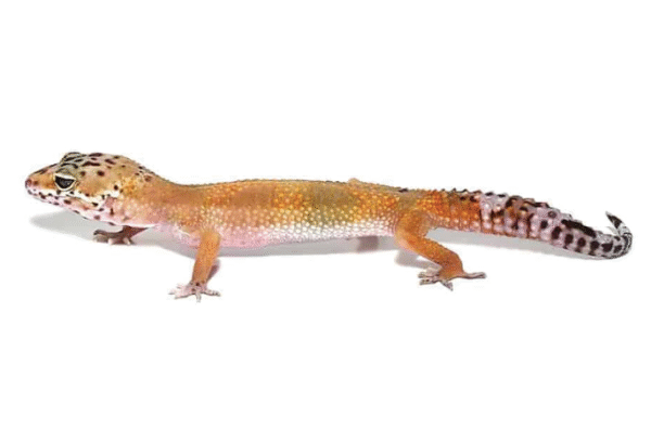 patternless leopard gecko for sale