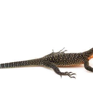 peach throat monitor for sale