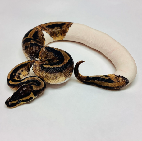 pied ball python for sale