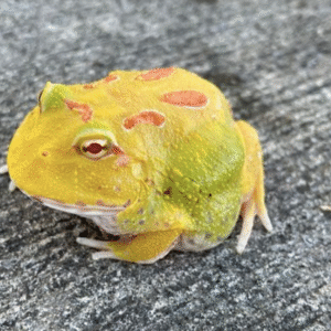 pikachu pacman frog for sale