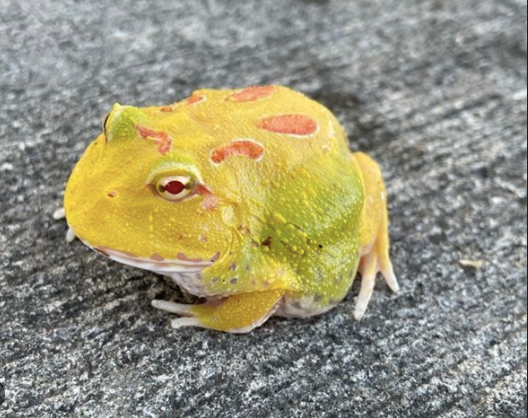 pikachu pacman frog for sale
