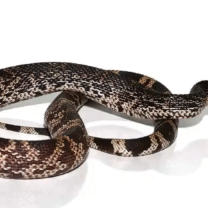 pine snake for sale
