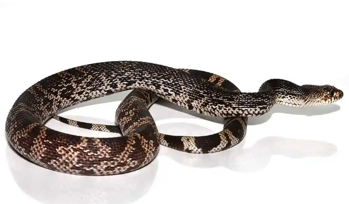 pine snake for sale