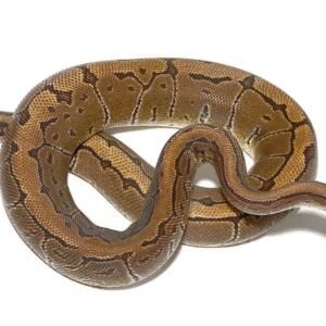 pinstripe ball python for sale