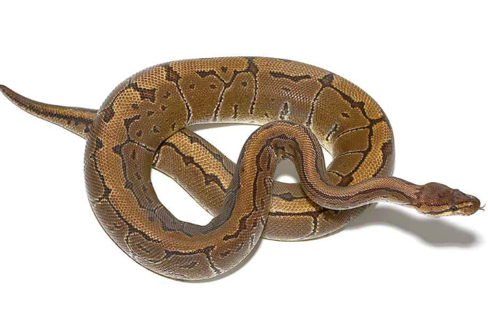 pinstripe ball python for sale