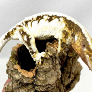 pinstripe crested gecko for sale