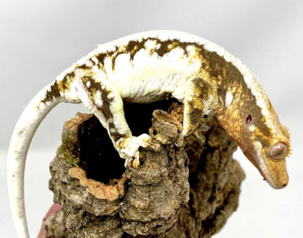 pinstripe crested gecko for sale