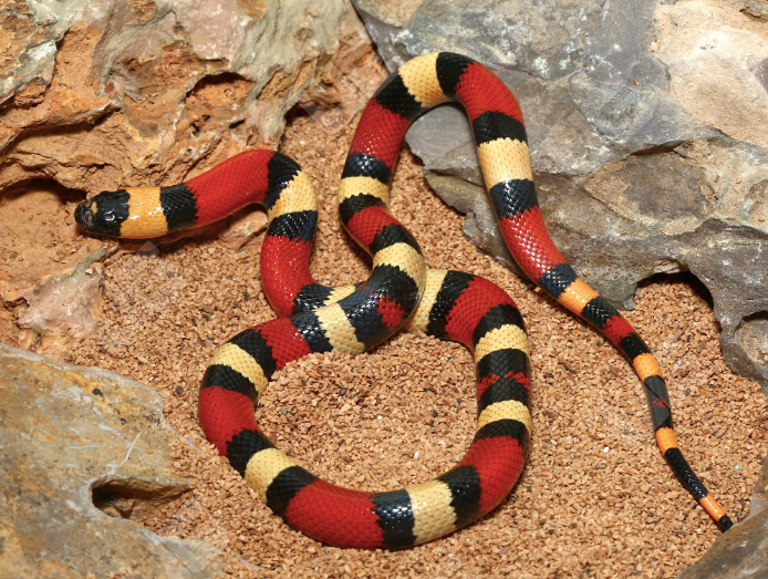 pueblan milk snake for sale
