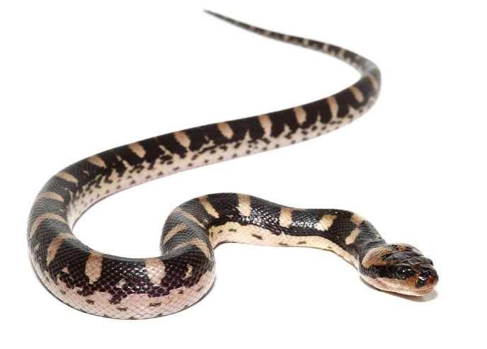 puff faced water snake for sale