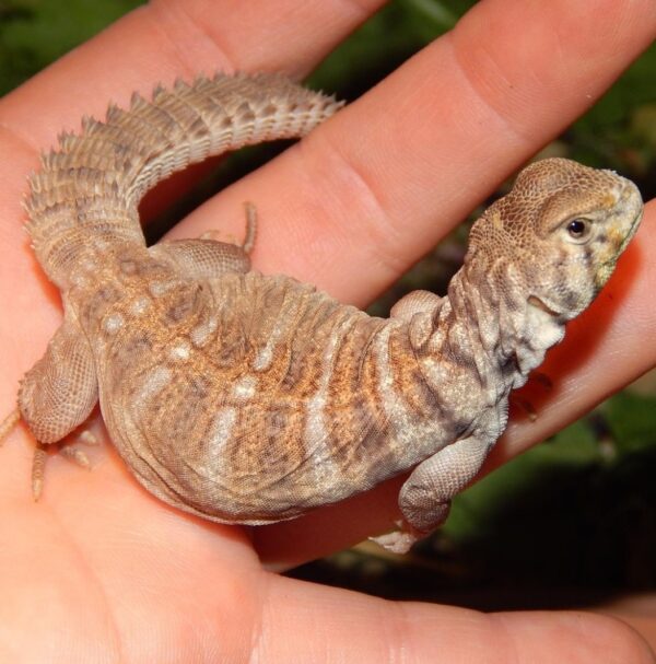 rainbow uromastyx for sale