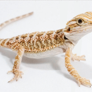 rankin’s dragon for sale