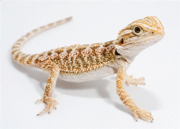 rankin’s dragon for sale