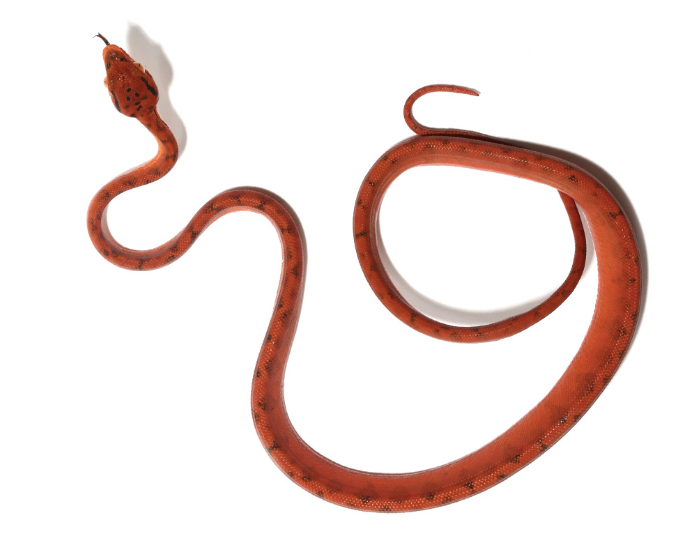 red amazon tree boa for sale