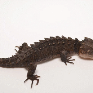 red eyed crocodile skink for sale