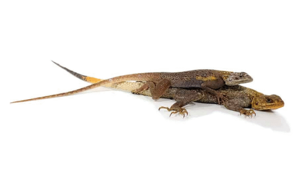 red headed agama for sale