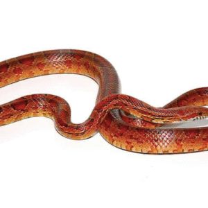 red rat snake for sale