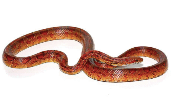 red rat snake for sale