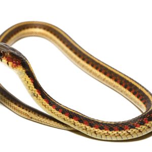 red sided garter snake for sale
