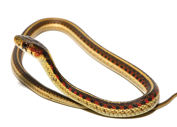 red sided garter snake for sale