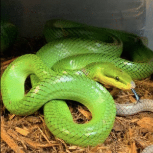 red tailed green rat snake for sale