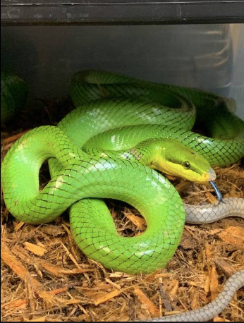 red tailed green rat snake for sale