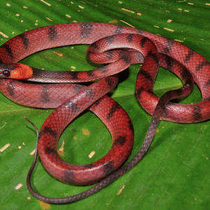 red vine snake for sale