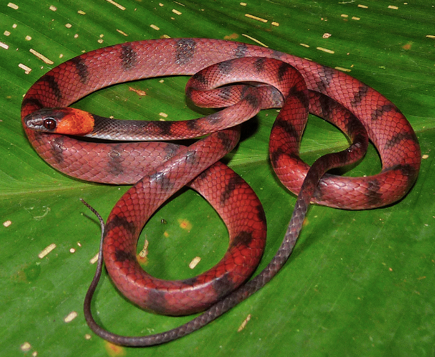 red vine snake for sale