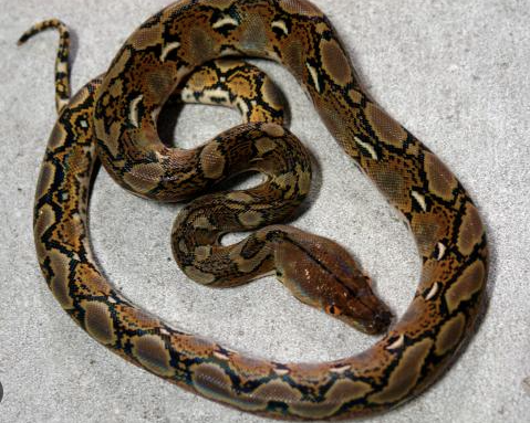 auto draft auto draft