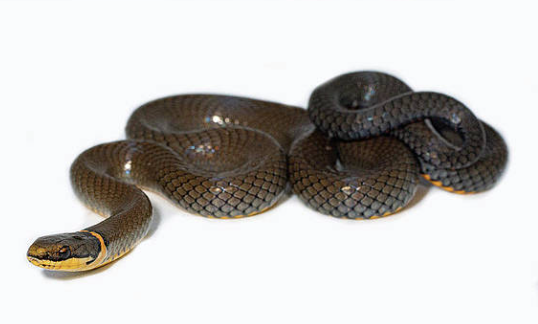 ringneck snake for sale