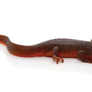 rough skinned newt for sale