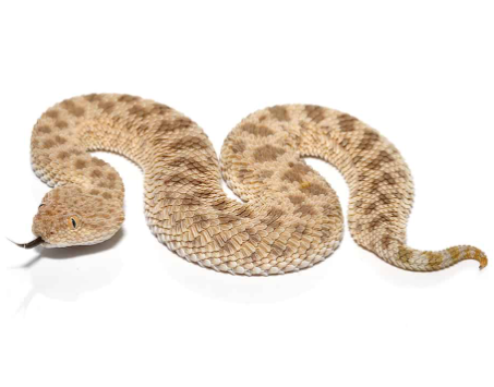 saharan sand viper for sale