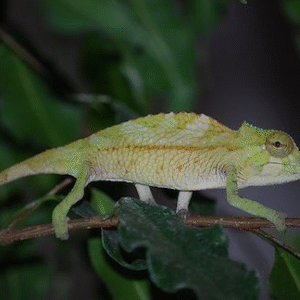 sailfin chameleon for sale