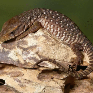 savannah monitor for sale