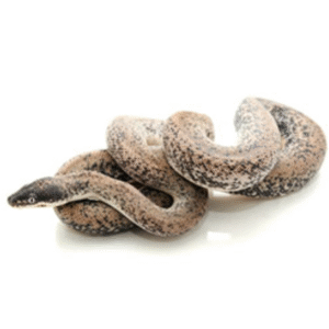 savu python for sale