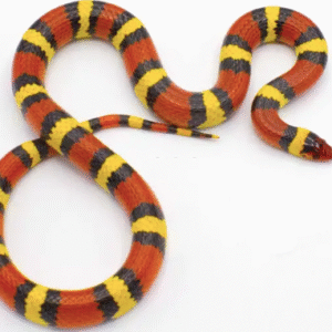scarlet kingsnake for sale