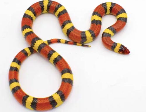 scarlet kingsnake for sale