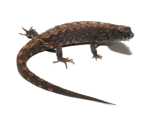 schmidts helmeted skink for sale