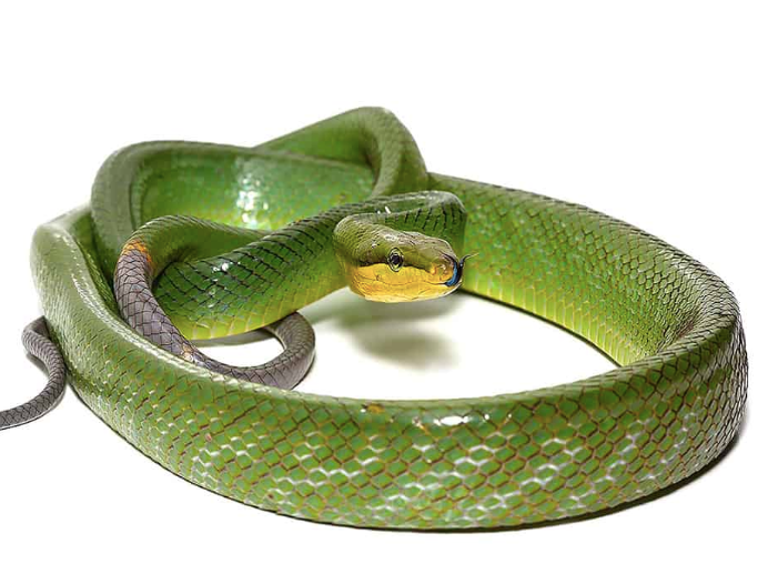 silver phase red tailed green rat snake for sale