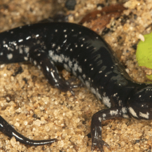 slimy salamander for sale